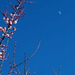 梅の花と月
