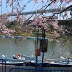 ボート乗り場の桜