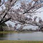 大百池の桜